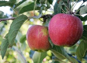 Picture of Apples - Pink Lady - Small Local & Unwaxed