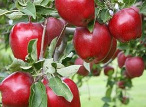 Picture of Apples - Red Delicious - Lge