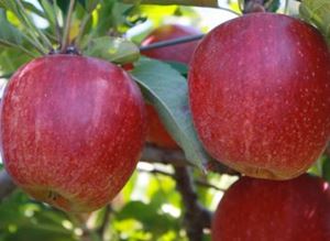 Picture of Apples - Royal Gala ea - Lge