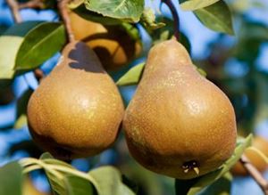 Picture of Pear - Brown Bosc - Lge