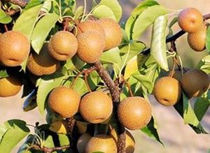 Picture of Pear - Nashi - Lge