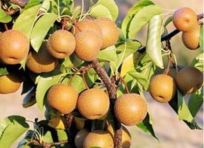 Picture of Pear - Nashi - Lge