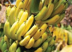Picture of Bananas - Cavandish