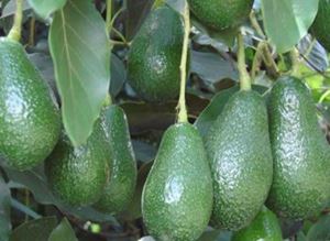 Picture of Avocado - Organic