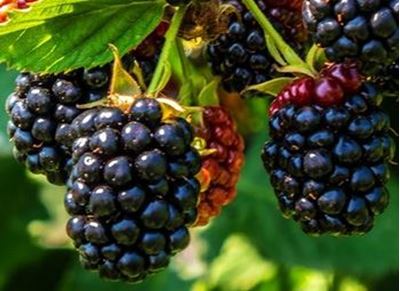 Picture of Blackberries - Punnet