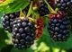 Picture of Blackberries - Punnet