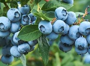 Picture of Blueberries - Punnet