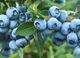 Picture of Blueberries - Punnet