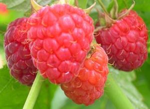 Picture of Raspberries - Punnet
