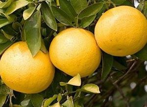 Picture of Grapefruit - Yellow