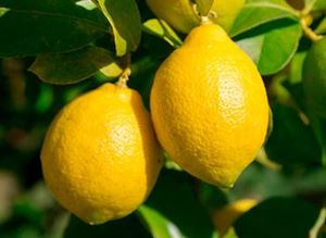 Picture of Lemons - Lge
