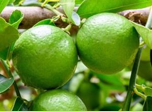 Picture of Limes - Citrus
