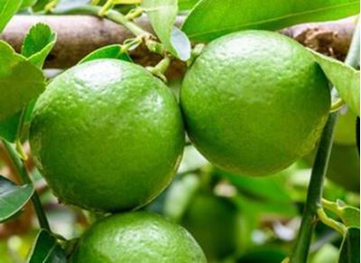 Picture of Limes - Citrus