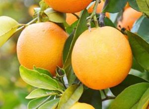 Picture of Oranges - Valencia - Lge