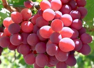 Picture of Grapes - Red Crimson - Seedless (500g)