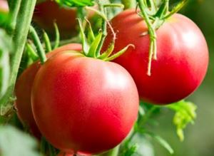 Picture of Tomato - Standard