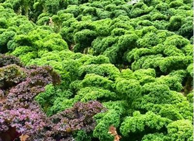 Picture of Cabbage - Tuscan