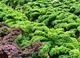 Picture of Cabbage - Tuscan