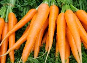 Picture of Carrots - Dutch