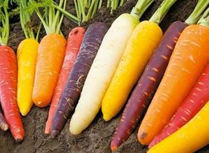 Picture of Carrots - Purple - Organic