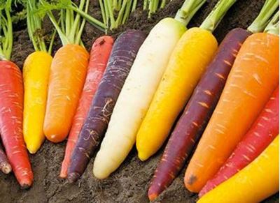 Picture of Carrots - Purple - Organic