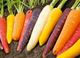 Picture of Carrots - Purple - Organic