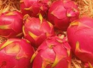 Picture of Dragon Fruit - Red
