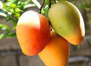 Picture of Mango - Lge