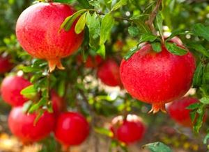 Picture of Pomegranate 