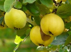 Picture of Quince 