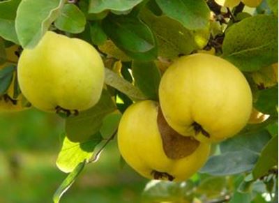 Picture of Quince 