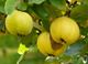 Picture of Quince 