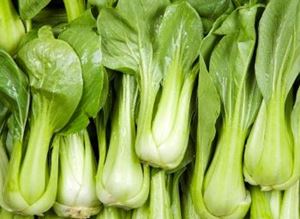 Picture of Bok-Choy