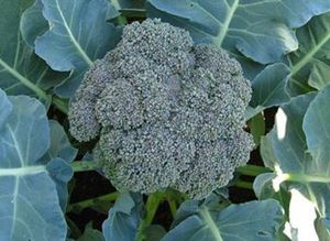 Picture of Broccoli - Baby