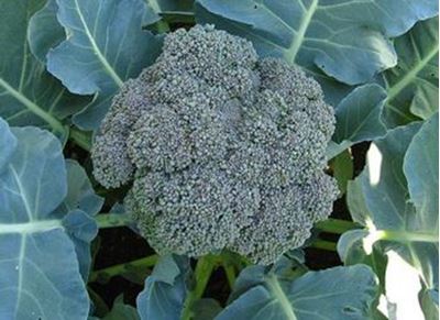 Picture of Broccoli - Baby