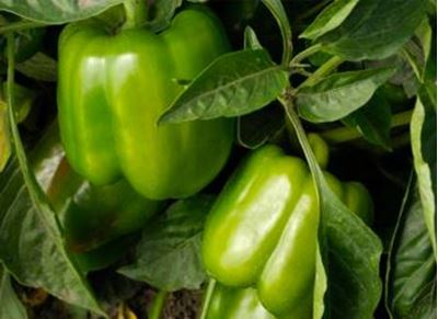 Picture of Capsicum - Green