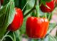 Picture of Capsicum - Red