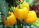 Picture of Capsicum - Yellow