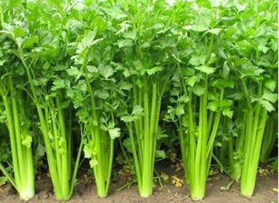 Picture of Celery - Half