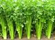 Picture of Celery - Half