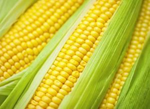 Picture of Corn - 2 Pack