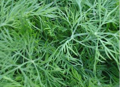 Picture of Dill - Bunch