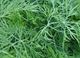 Picture of Dill - Bunch