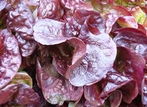 Picture of Lettuce - Red Oak