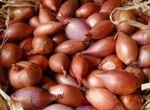 Picture of Onion - Shallots