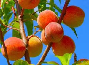 Picture of Peach - Yellow - Lge