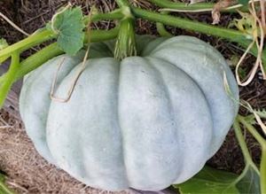 Picture of Pumpkin - Jarradale - Cut (1kg)