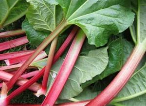 Picture of Rhubarb - Red Bunch