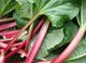 Picture of Rhubarb - Red Bunch