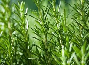 Picture of Rosemary - Bunch